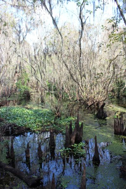 istock Swamp Landscape with Cypress Trees 2200325983