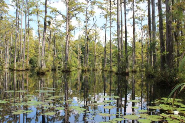 istock Serene swamp landscape with cypress trees 2200326002