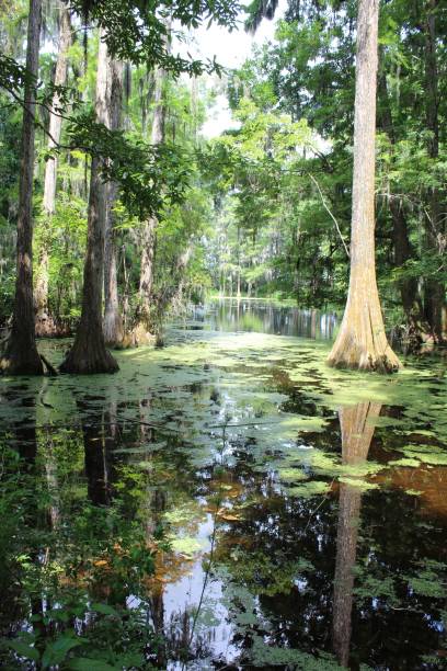 istock Serene swamp landscape with reflective water. 2200326016