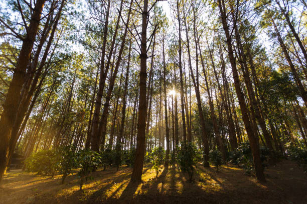 istock Coffee cultivation in pine forests in northern Thailand. 2200327341