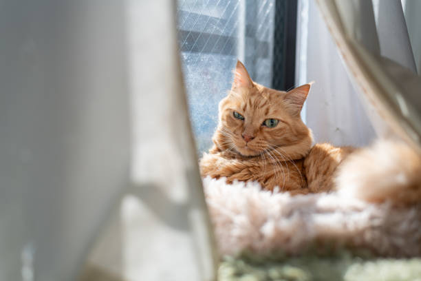 istock Cute cat relaxing by the window 2200328108
