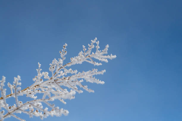 Beautiful blue sky and frosted trees
