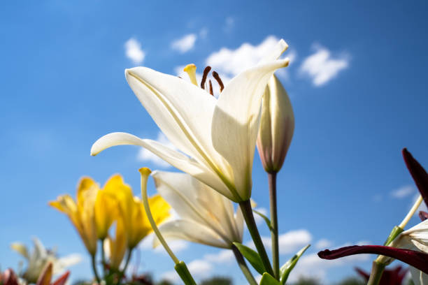 istock White lily flower in summer 2200328638