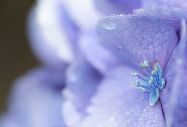 Photographing rain-wet hydrangeas with a macro lens