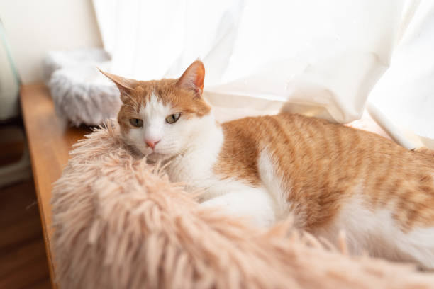 istock Cute cat relaxing by the window 2200329483