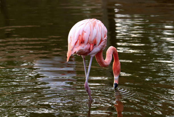 Pink flamingo, close-up.