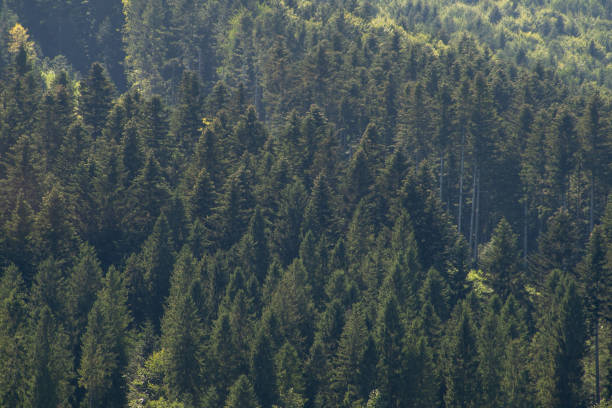 Mountains range. Hill coniferous trees forest. Nature outdoor