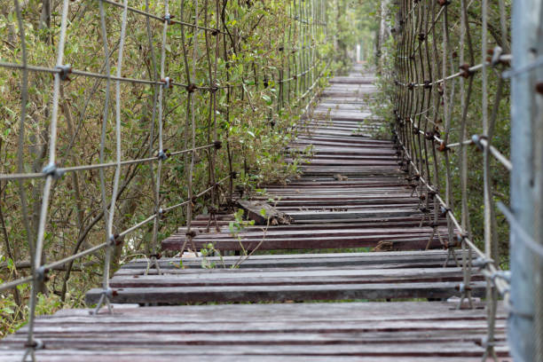 Suspension bridge in the evergreen forest for adventure trail in Chiang Mai.