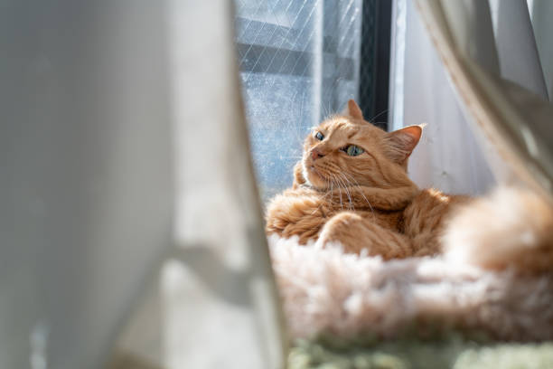 istock Cute cat relaxing by the window 2200330444