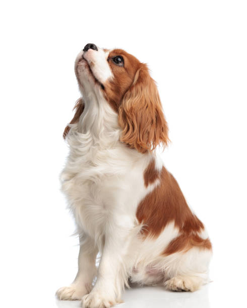 istock good spaniel dog sitting and looking up to side 2200330580
