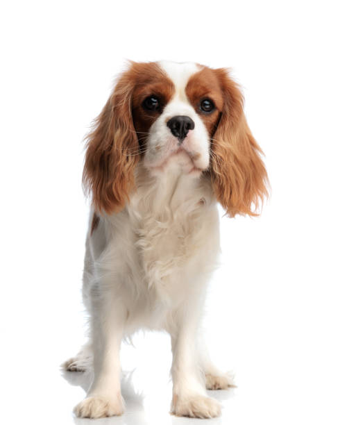 istock adorable white and brown spaniel dog standing 2200330899