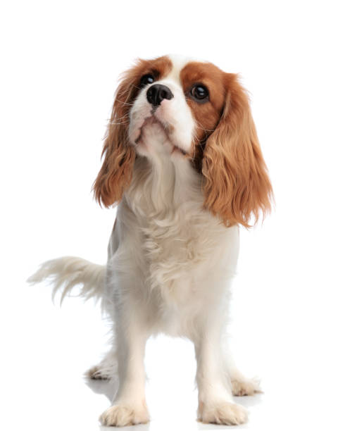 istock curious cavalier king charles spaniel dog looking up to side 2200330920