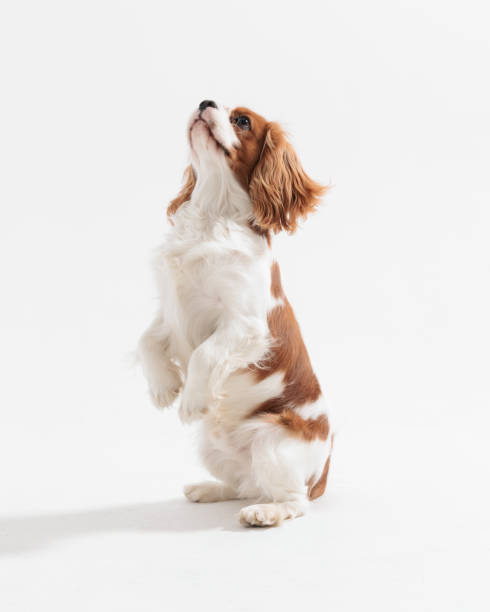 istock adorable cavalier king charles spaniel dog standing on two legs 2200331028