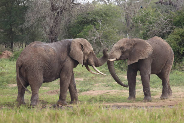 istock Afrikanischer Elefant / African elephant / Loxodonta africana 2200331243