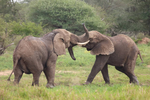 istock Afrikanischer Elefant / African elephant / Loxodonta africana 2200331293