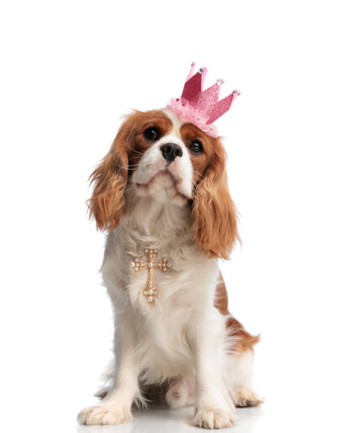 istock lovely cavalier king charles spaniel dog with cross and crown 2200331307