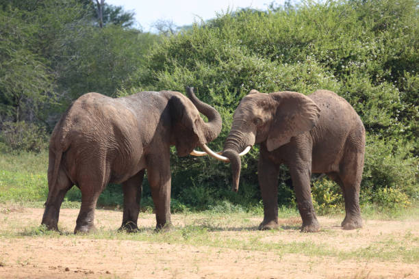 istock Afrikanischer Elefant / African elephant / Loxodonta africana 2200331428
