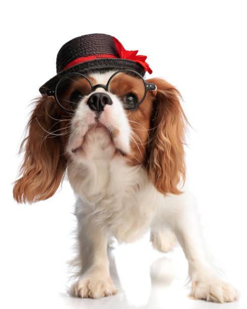 istock curious spaniel dog wearing black hat and glasses looking up 2200331489