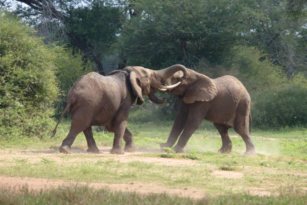 istock Afrikanischer Elefant / African elephant / Loxodonta africana 2200331569