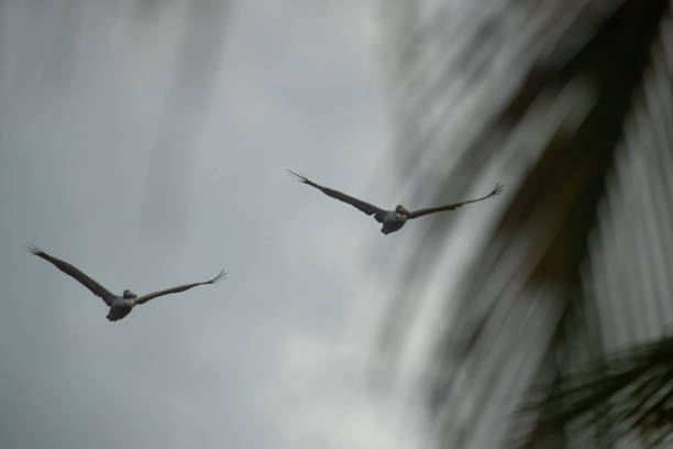 Portrait of pelicans in the wild