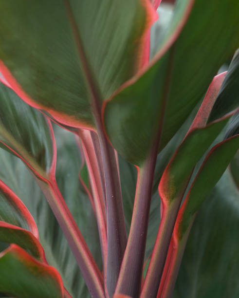 istock Majestic jungle plants reveals strong colors 2200332464