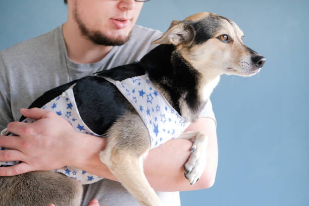 istock man holding dog wearing post operational protective shirt, blue wall background 2200333348