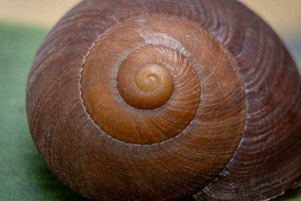 istock Close-up of a spiral snail shell on a leaf. 2200333954