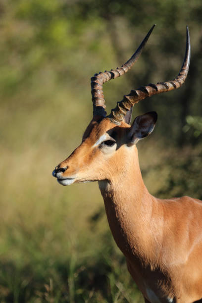 istock Schwarzfersenantilope / Impala / Aepyceros melampus 2200334615