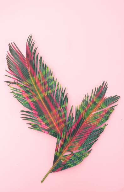 istock Colorful palm leaves on pink background 2200335064