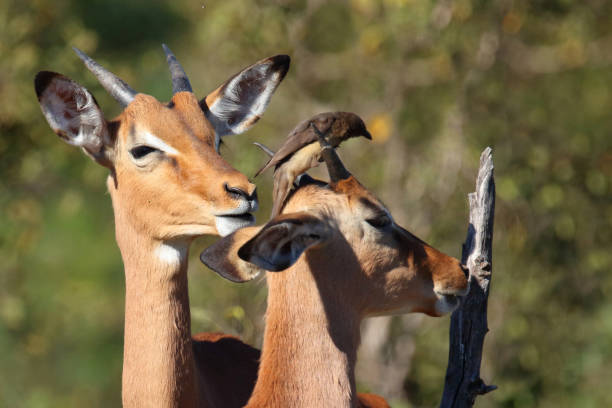 istock Schwarzfersenantilope und Rotschnabel-Madenhacker / Impala and Red-billed oxpecker / Aepyceros melampus et Buphagus erythrorhynchus 2200335065