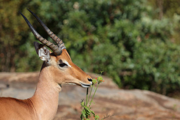 istock Schwarzfersenantilope / Impala / Aepyceros melampus 2200335290