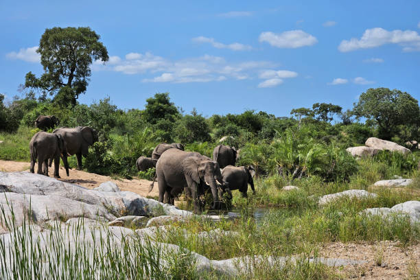 istock Afrikanischer Elefant / African elephant / Loxodonta africana 2200335335