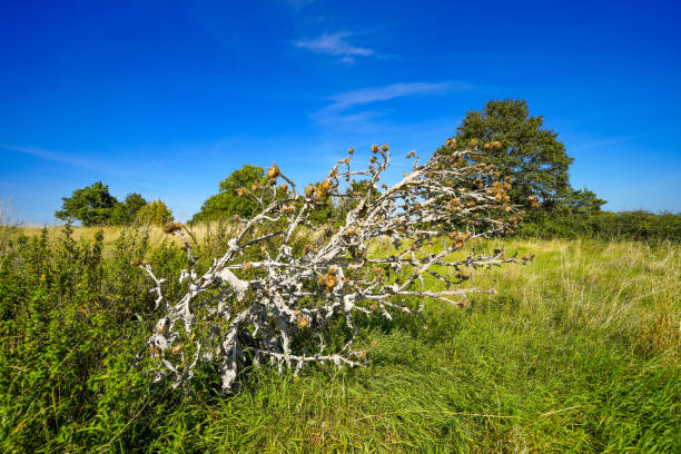 Landscape with a dried thistle in the foreground.