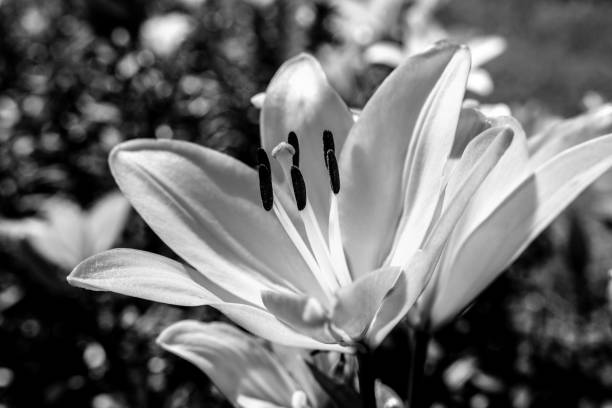 Lily flower in the flower farm in black and white