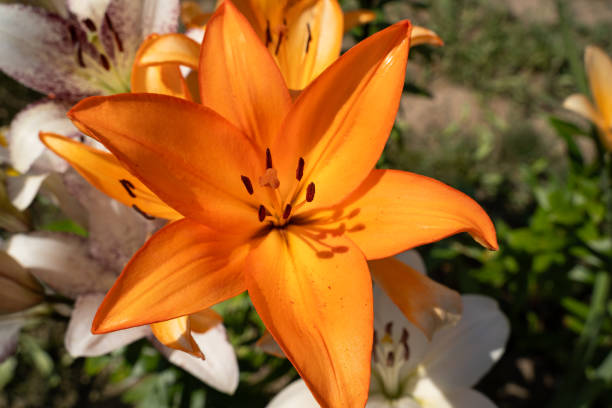 Orange lily flower in the flower farm in summer