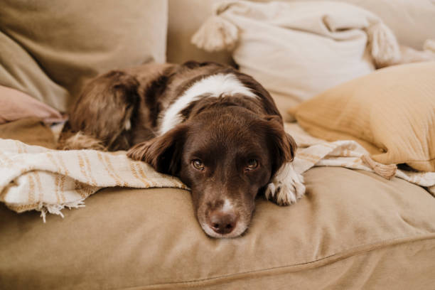 istock Cute springer spaniel mix sprocker at home indoors on sofa 2200337318