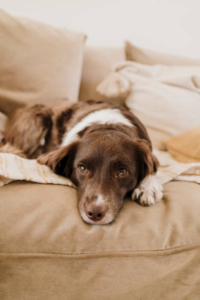 istock Cute springer spaniel mix sprocker at home indoors on sofa 2200337344