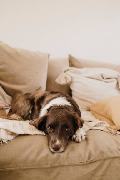 istock Cute springer spaniel mix sprocker at home indoors on sofa 2200337365