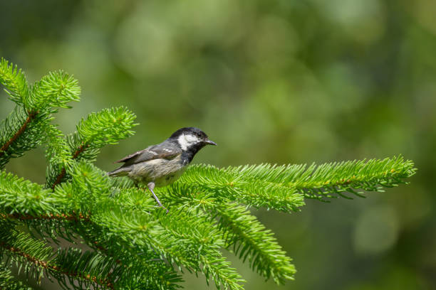 istock A Coal Tit looking for food in a tree 2200339456