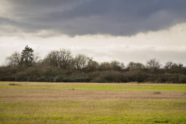 Striking rural landscape showcases contrast between golden wheat fields and vibrant green pasture. Oklahoma's agricultural heartland stretches to distant treeline on horizon. Overcast skies create dramatic backdrop for patchwork of farmland below, epitomizing vast, open spaces and rich agricultural heritage of American Midwest.