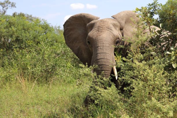 istock Afrikanischer Elefant / African elephant / Loxodonta africana 2200340245