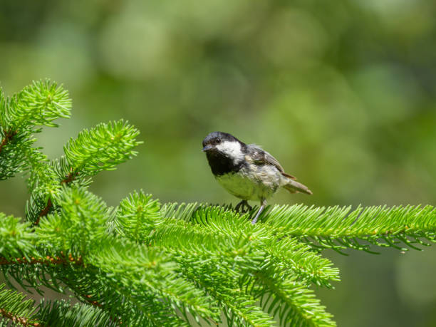 istock A Coal Tit looking for food in a tree 2200340818