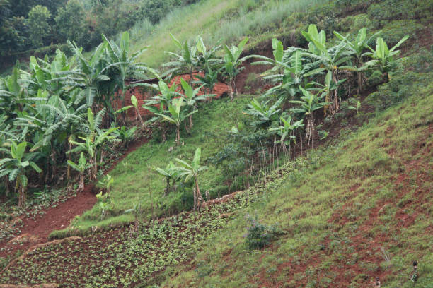 African landscape with banana tree