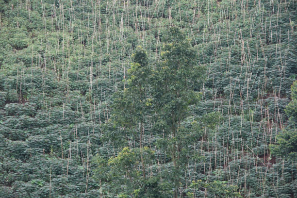 Agricultural landscape
