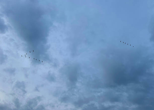 istock Birds flying in v-shape in the sky 2200343649