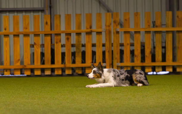 istock Cute Border Collie puppy with unique blue merle coat is practicing obedience, laying and waiting for his owner to recall, inside of a dog training centre. 2200344333