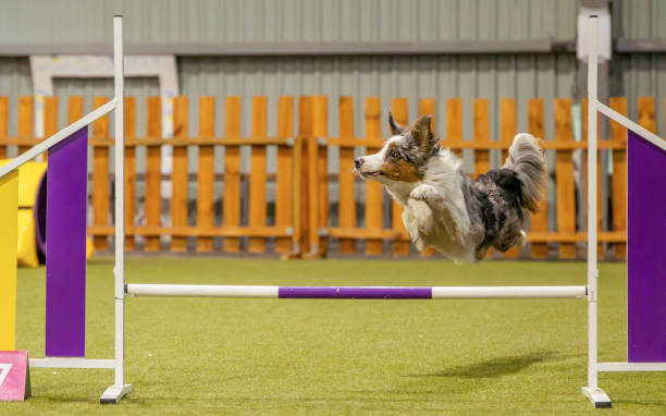 A high-spirited Shetland Sheepdog leaps gracefully over an agility hurdle on a green grass field. Captures focus, motion, and excitement in competitive dog sport and outdoor pet fitness.