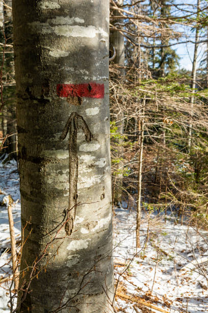 istock Forest workers' marks on beech bark marking the boundaries of the reserve. 2200344605