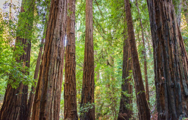 istock Towering Pines, Muir Woods National Monument 2200344692