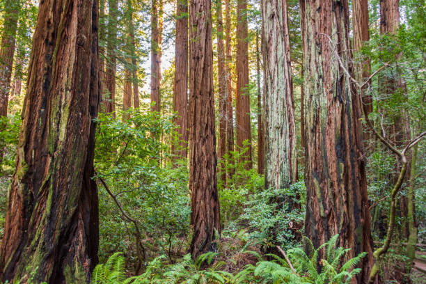 istock Towering Pines, Muir Woods National Monument 2200344728
